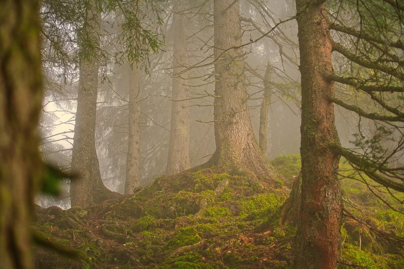 Nature Sounds
